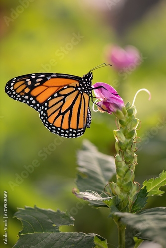 monarch butterfly on a pink flower © SarahJeanGreen
