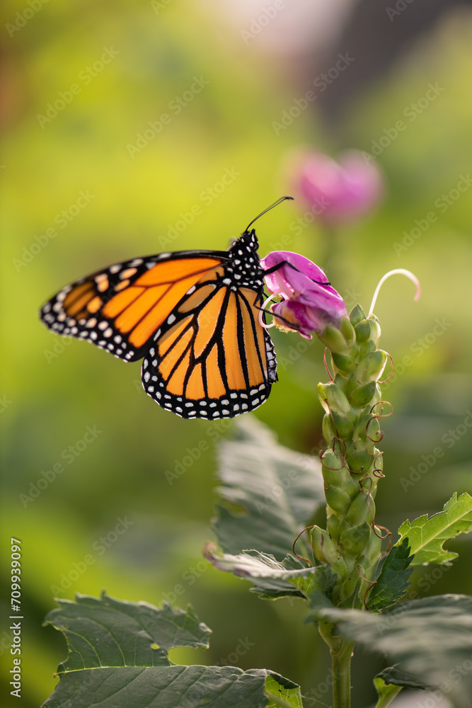 Fototapeta premium monarch butterfly on a pink flower