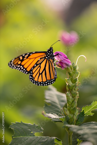 monarch butterfly on a pink flower © SarahJeanGreen
