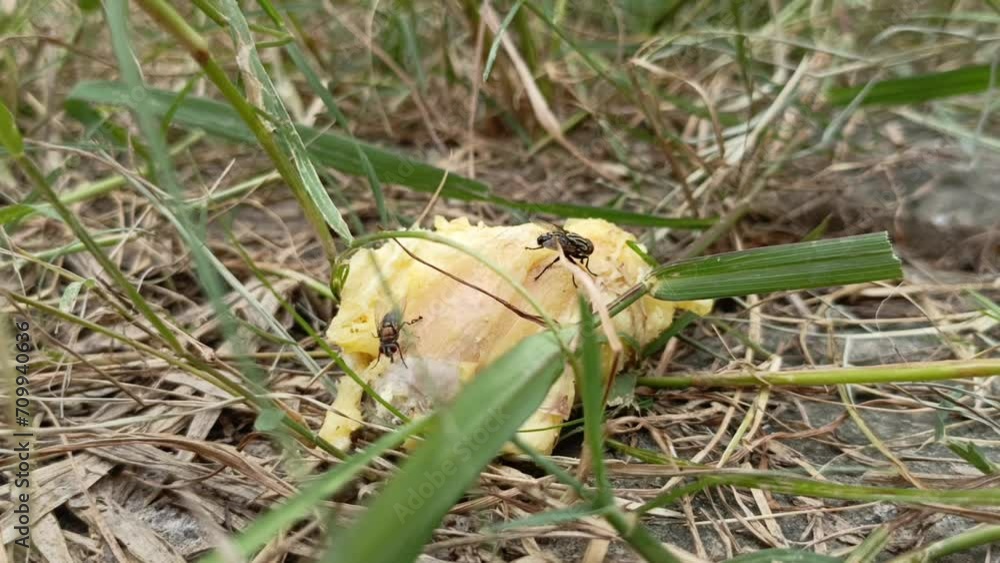 Flies eat durian fruit on the grass Flies eat durian fruit on the grass