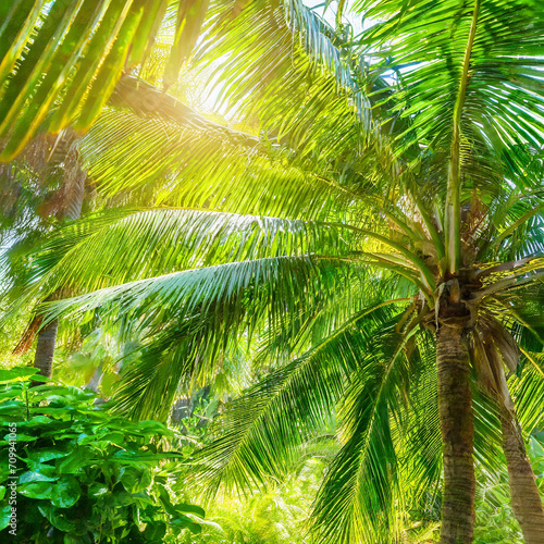 shiny sunlight in an idyllic green palm garden  tropical vegetation background banner with copy space for travel  holidays and vacation