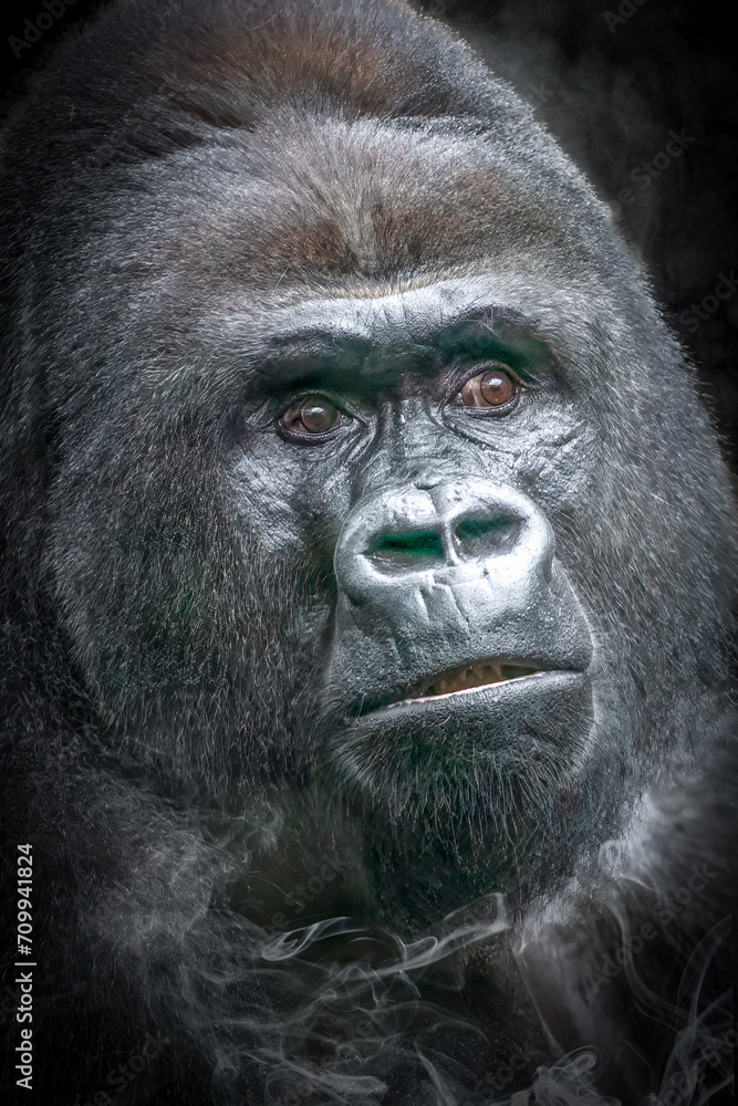 close-up face of a male gorilla close-up face of a male gorilla