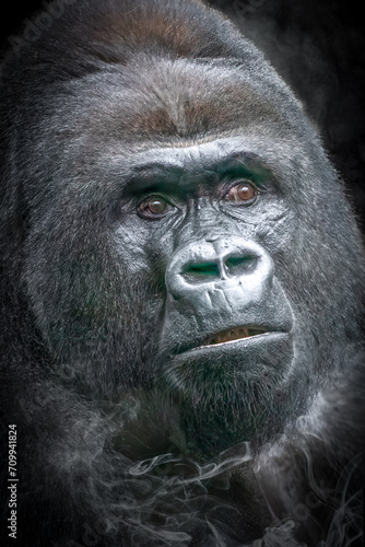 close-up face of a male gorilla