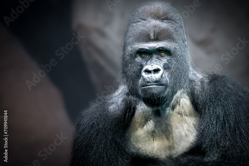 close-up portrait of a male gorilla