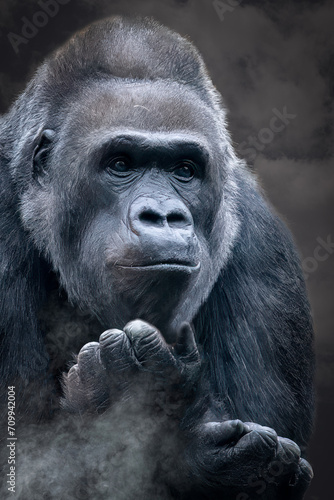 portrait of a gorilla in fog © Ralph Lear