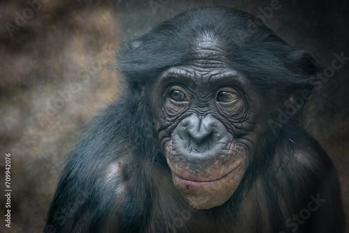 a young monkey portrait smiling © Ralph Lear