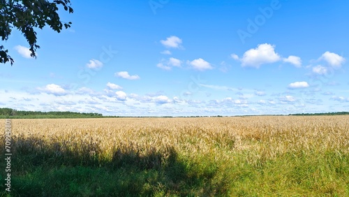 Alder branches lean over the edge of an agricultural field of ripe rye, which spreads widely across the plain. A mixed forest stands along the edges of the field. Sunny summer weather and a blue sky