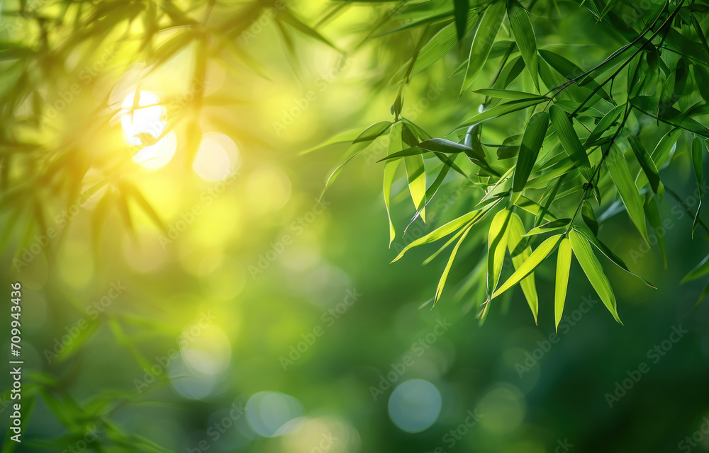Bamboo leaves, Green leaf on blurred greenery background. Bamboo leaves, Green leaf on blurred greenery background.