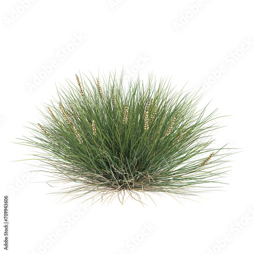 3d illustration of Lomandra confertifolia bush isolated on transparent background