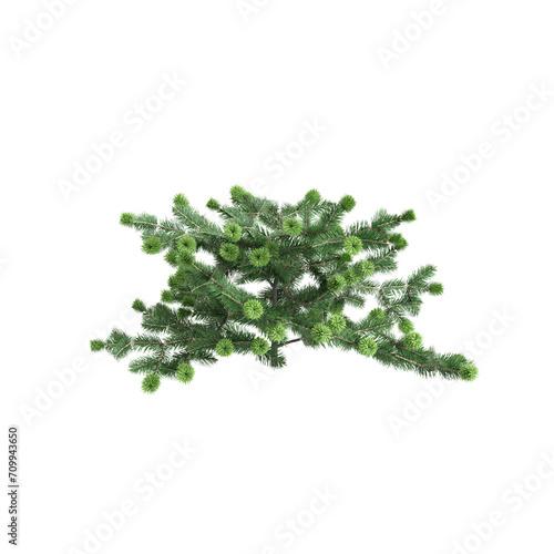 3d illustration of Abies balsamea bush isolated on transparent background