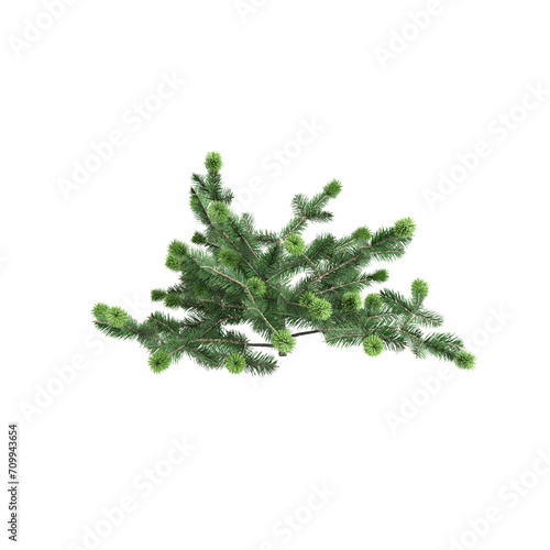 3d illustration of Abies balsamea bush isolated on transparent background