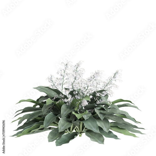 3d illustration of Arthropodium cirratum bush isolated on transparent background