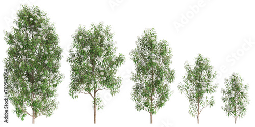 3d illustration of set Backhousia citriodora tree isolated on transparent background photo