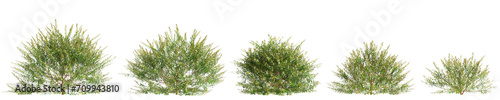 3d illustration of set Austromyrtus tenuifolia bush isolated on transparent background photo