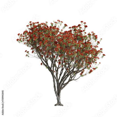 3d illustration of Metrosideros excelsa tree isolated on transparent background photo