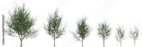 3d illustration of set Casuarina equisetifolia tree isolated on transparent background