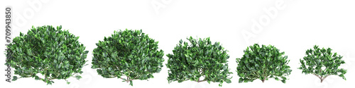 3d illustration of set Crassula arborescens bush isolated on transparent background