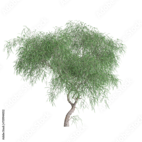 3d illustration of Schinus molle tree isolated on transparent background photo