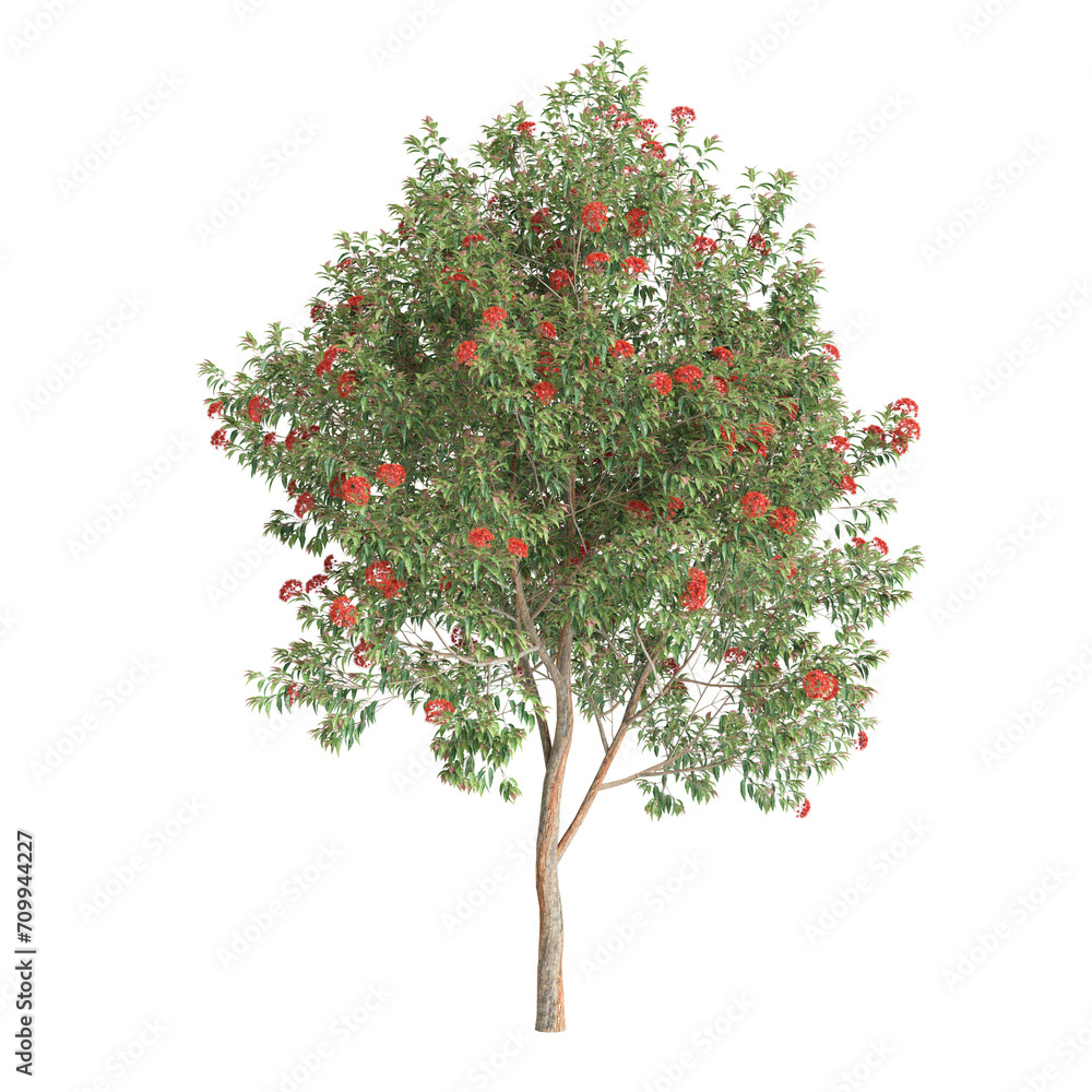3d illustration of Corymbia ficifolia tree isolated on transparent background