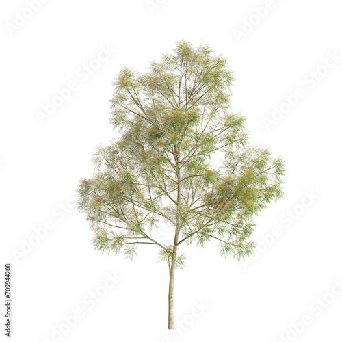 3d illustration of Grevillea robusta tree isolated on transparent background photo