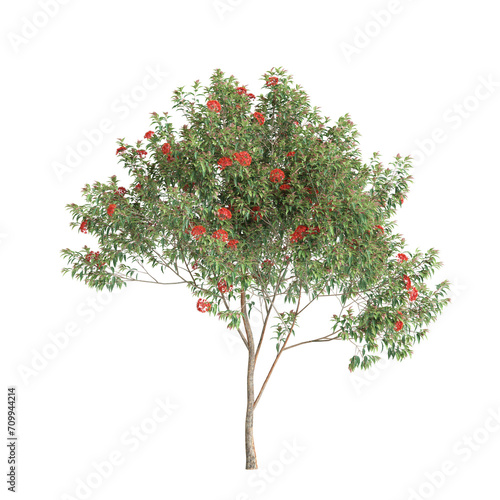 3d illustration of Corymbia ficifolia tree isolated on transparent background