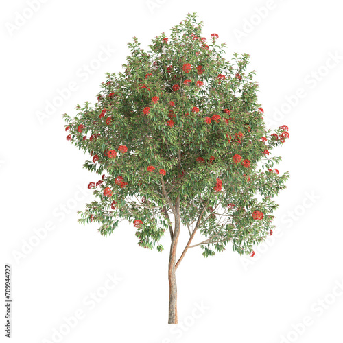 3d illustration of Corymbia ficifolia tree isolated on transparent background photo