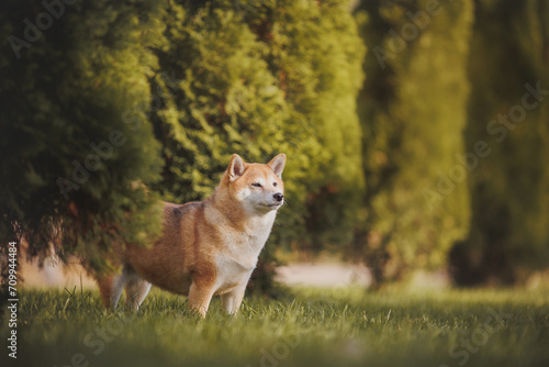 a dog of the Shiba Inu breed. The dog is in the park. Shiba inu in nature. © Даша Швецова