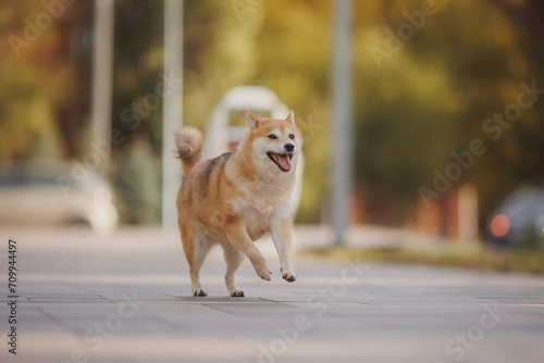 a dog of the Shiba Inu breed. The dog is in the park. Shiba inu in nature.