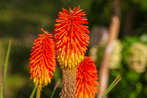 Beautiful blooming flowers. Spring and summer garden