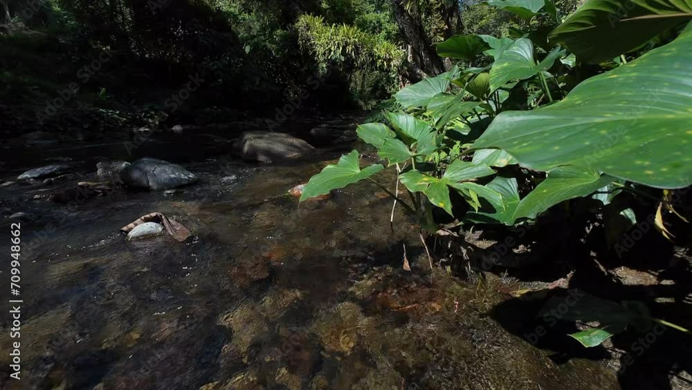 Bon trees and water in the stream Bon trees and water in the stream
