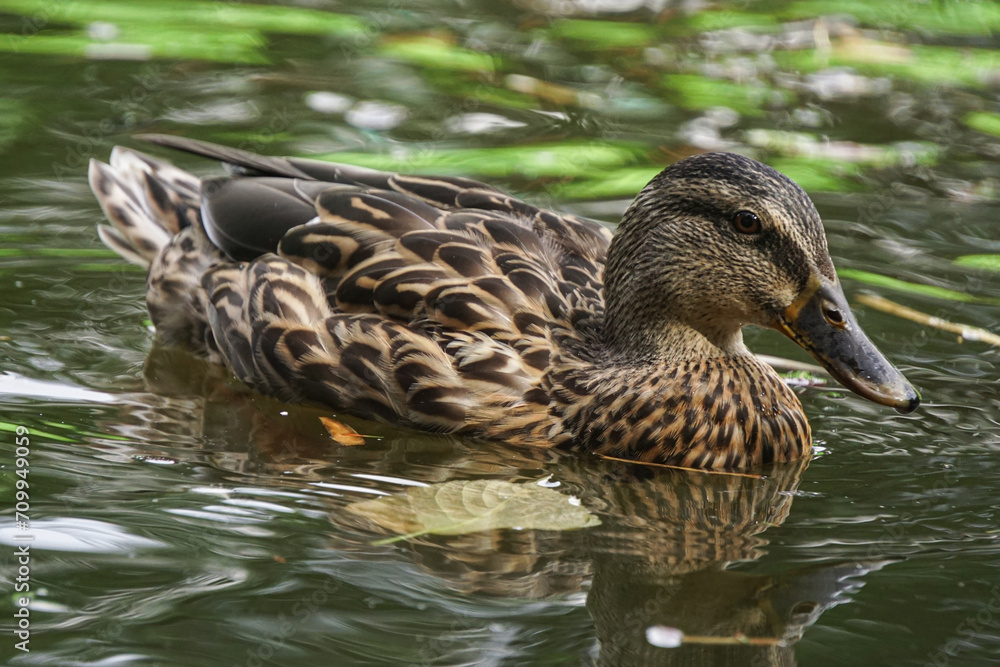 Female mallard duck swimming in beautiful pond close-up Female mallard duck swimming in beautiful pond close-up