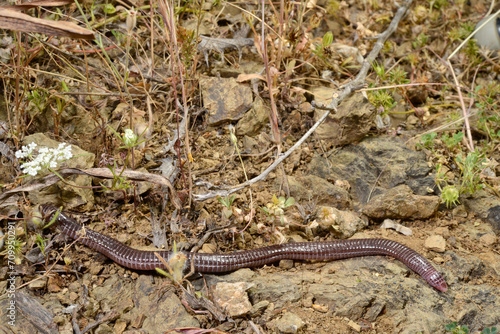 Türkische Netzwühle // Turkish worm lizard (Blanus strauchi) - Dadia, Türkei photo