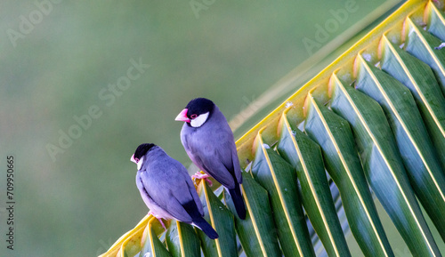 Java Sparrow perched on a palm frond