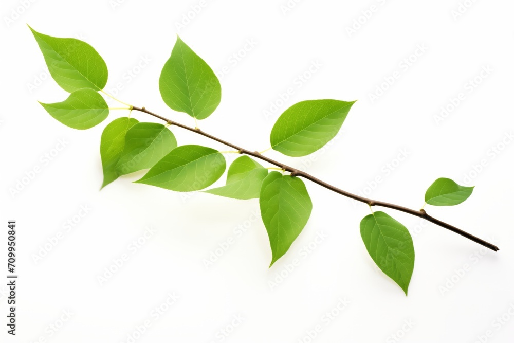 Isolated Green Leaves on a Branch: Vibrant Foliage Against a Clean White Background Isolated Green Leaves on a Branch: Vibrant Foliage Against a Clean White Background