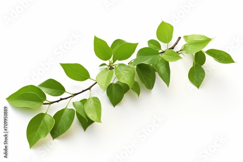 Isolated Green Leaves on a Branch: Vibrant Foliage Against a Clean White Background