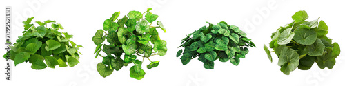 Brunnera   Flower Pile Of Heap Of Piled Up Together Hyperrealistic Highly Detailed Isolated On Transparent Background Png File photo