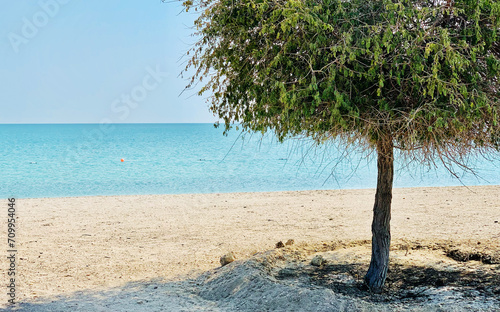 Quadro su tela Sir Bani Yas, Island in the United Arab Emirates