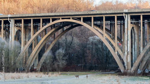 Two whitetail doe deer in a field under the Commercial Street bridge in Frick Park  Pittsburgh  Pennsylvania  USA on a winter day