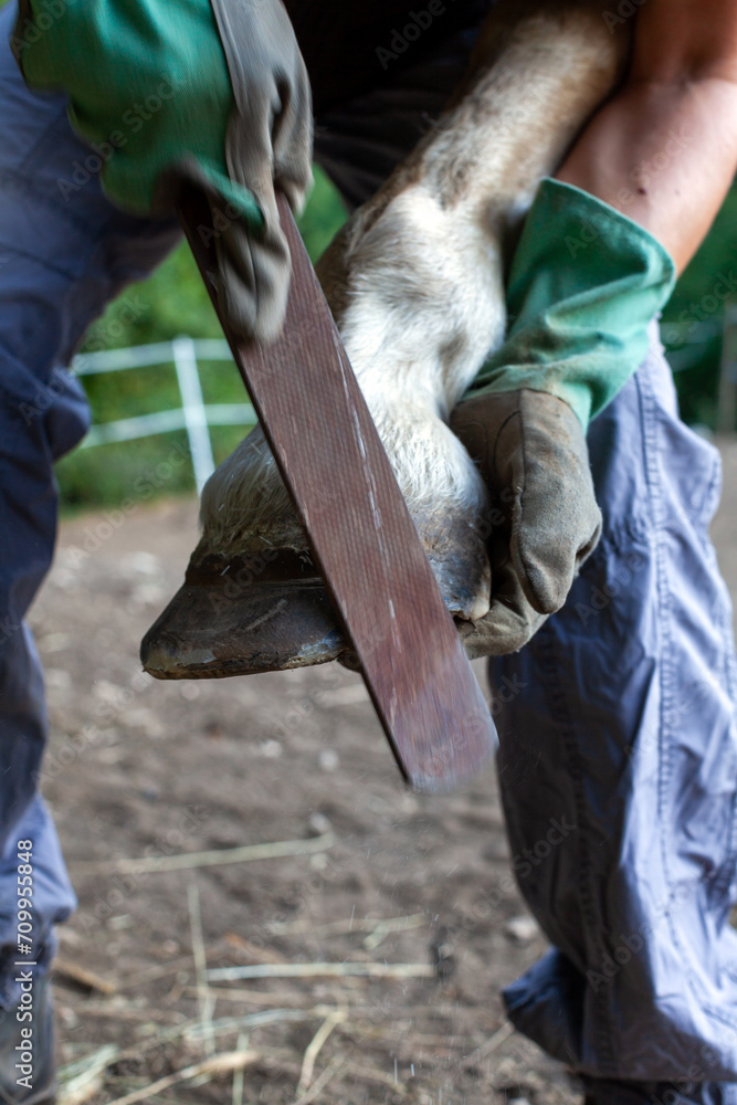 Farrier Rasping Horse's Hoof Before Installing a new Horseshoe