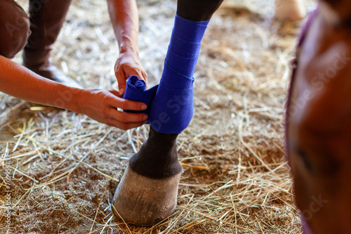 Female Farmer Hands Bandage an Injured Horse Leg Close Up