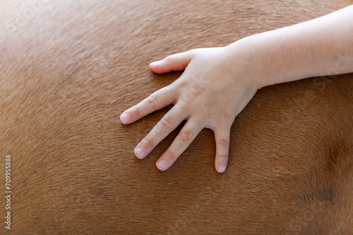 Child Hand on Horse Fur - Equine Assisted Therapy Concept
