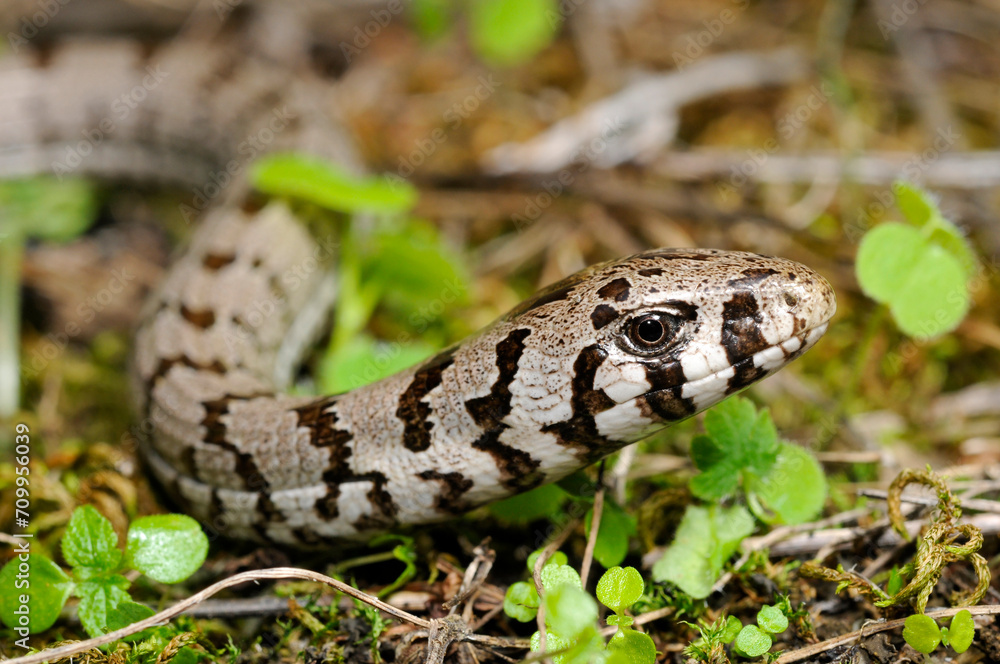 Fototapeta premium Scheltopusik im Jugendkleid // juvenile European glass lizard, Sheltopusik (Pseudopus apodus) - Peloponnes, Griechenland