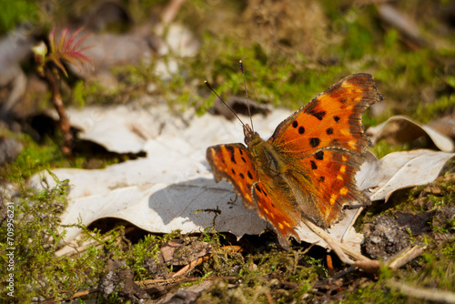 Comma butterfly sitting on a withered leaf on mossy ground in the woods