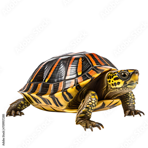 png of small turtle walking