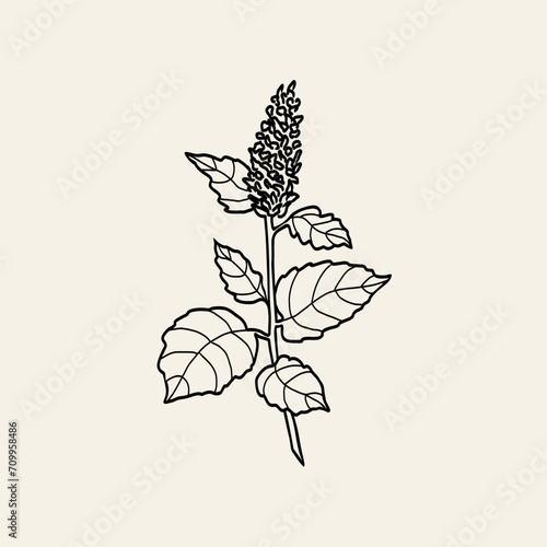 Line art Korean Mint or Agastache rugosa drawing	