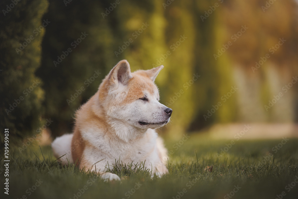 an Akita breed dog. The dog is in the park. Akita inu in nature.