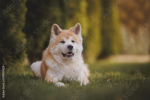 an Akita breed dog. The dog is in the park. Akita inu in nature.