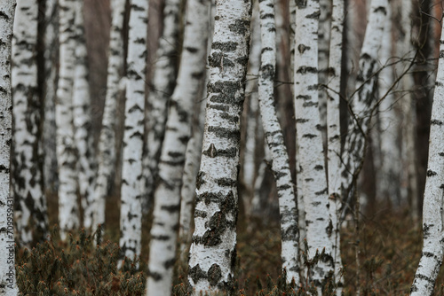 Birch trees close up in a deep forest