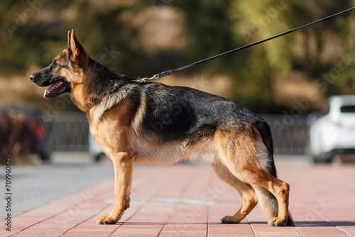 german shepherd portrait in spring in the park 