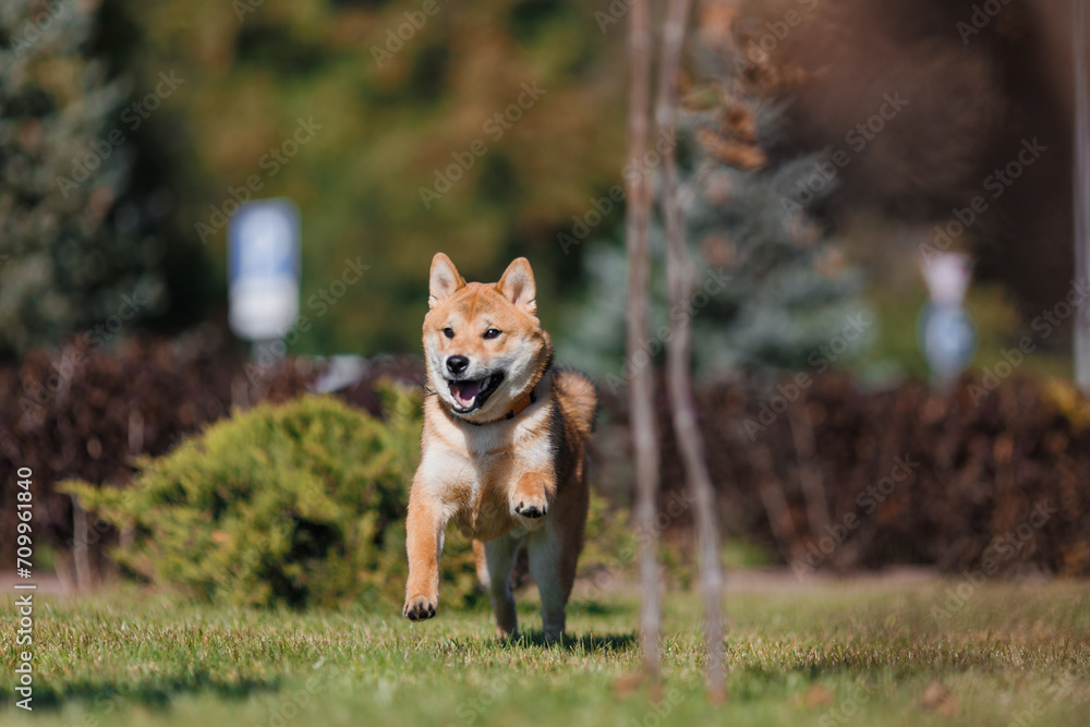 Beautiful Young Red Shiba Inu Puppy Dog in summer Beautiful Young Red Shiba Inu Puppy Dog in summer